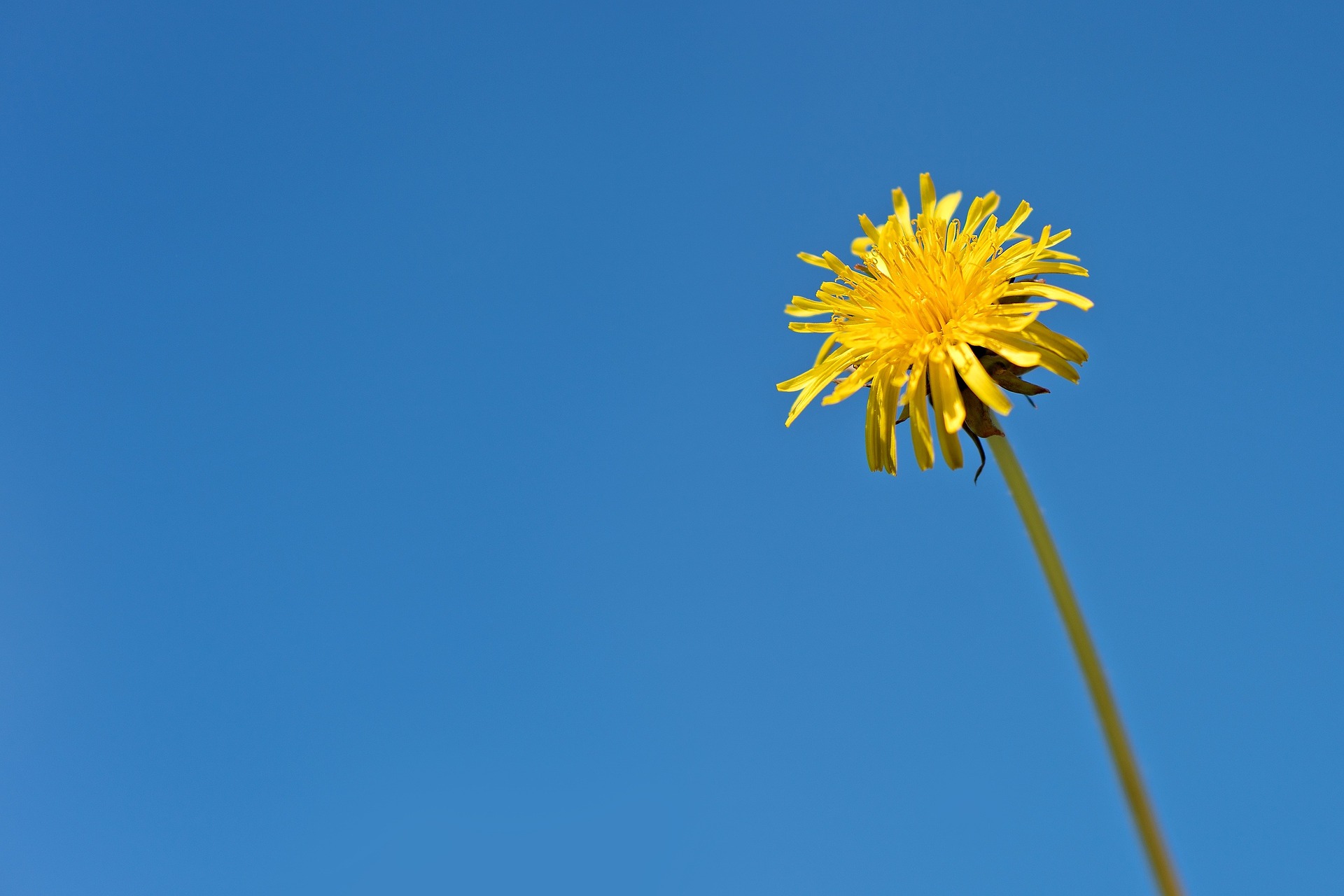 dandelion-1431869_1920